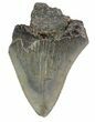 Partial, Fossil Megalodon Tooth #89050-1